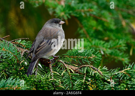 A dark-eyed junco "Junco hyemalis", perched on a green spruce tree branch in rural Alberta Canada. Stock Photo