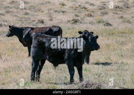 Black Angus cow and two bull calves in the sun. Stock Photo