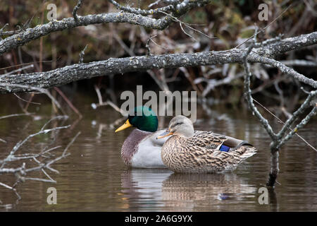 Male and Female Mallard Ducks Resting Stock Photo