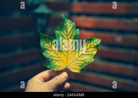 Yellow and green wilted big maple leaf in hand on a blur background close-up Stock Photo