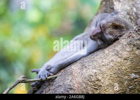 Balinese long-tailed macaque or Crab-eating macaque (Macaca fascicularis), Ubud Monkey Forest, Ubud, Bali, Indonesia, Southeast Asia, Asia Stock Photo