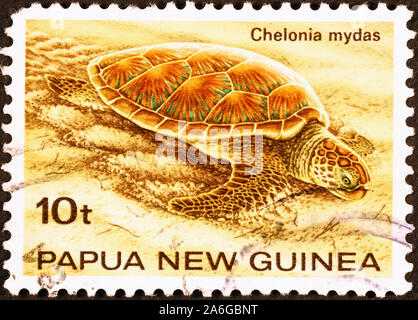 Turtle on postage stamp pf Papua New Guinea Stock Photo