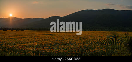 Field of sunflowers at sunset. Panoramic view. Stock Photo