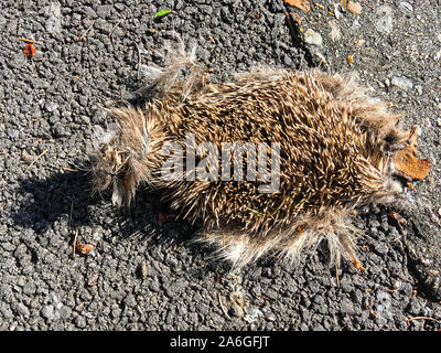 Dead hedgehog, Bron, Lyon, France Stock Photo