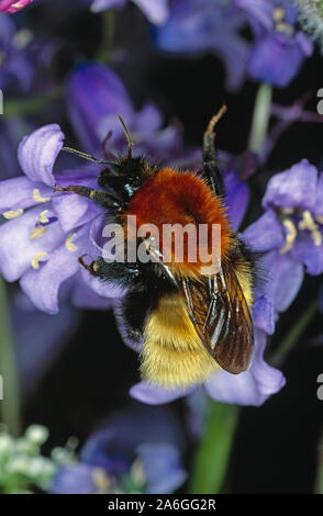 SHETLAND BUMBLE BEE (Bombus muscorum agricolae), feeding from a Bluebell flower. Red hairy thorax, yellow hair abdomen. Unst, Shetland Isles, Scotland Stock Photo