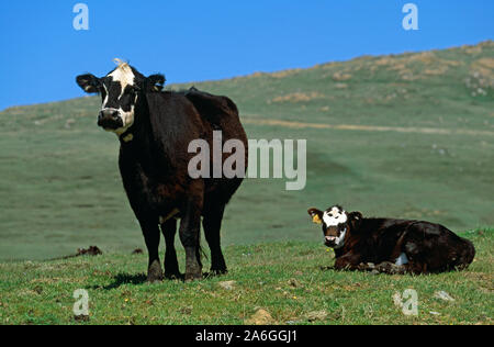 SHETLAND Cow and calf. Native breed. Herma Ness, Unst, Shetland Isles, Scotland. Survival in extreme weather conditions. Sea, cliff horizon background. Stock Photo