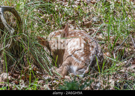 baby deer sleeping awaking laying in the grass in the wood Stock Photo