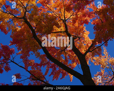 Against a blue sky, the late afternoon sun catches the orange and red fall colours of a glorious mature maple tree, Ottawa, Ontario, Canada. Stock Photo