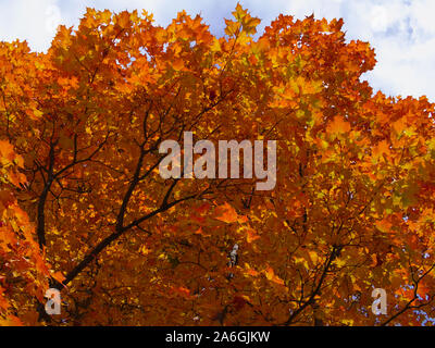 Late afternoon sun catches the yellow and orange colours of a glorious maple tree, Ottawa, Ontario, Canada. Stock Photo