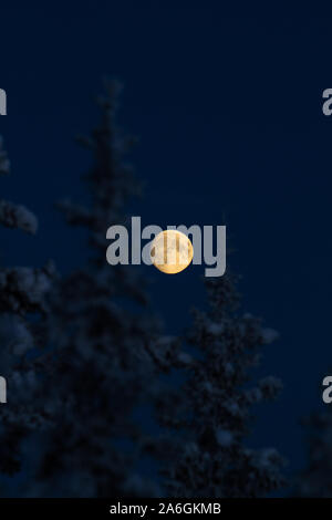 An orange, near full moon rises between trees in Pulju, Lapland. Stock Photo