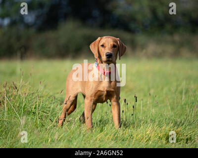 A young fox red labrador stands cautiously in a field Stock Photo