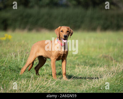 A young fox red labrador stands cautiously in a field Stock Photo