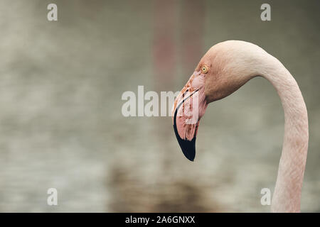 Portrait of a flamingo (Phoenicopterus roseus) photographed in Camargue (matte style) Stock Photo