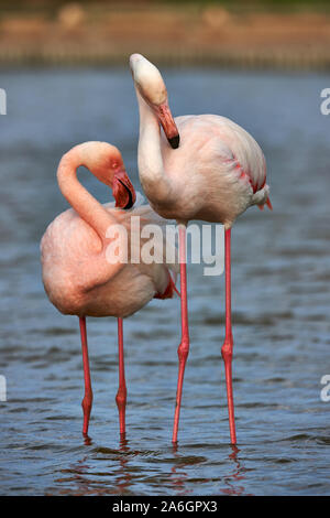 Beautiful pair of Greater flamingos photographed in Camargue while taking care of their feathers Stock Photo