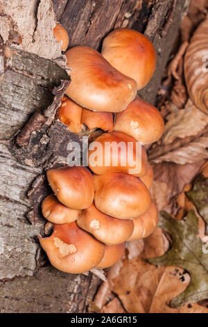 Brick Cap (Hypholoma lateritium) mushrooms growing on the side of a rotting tree branch. Stock Photo