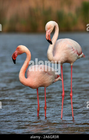 Beautiful pair of Greater flamingos photographed in Camargue while taking care of their feathers Stock Photo