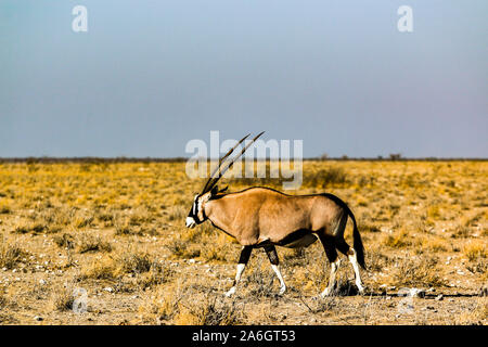 Antelope living in Namibia Stock Photo