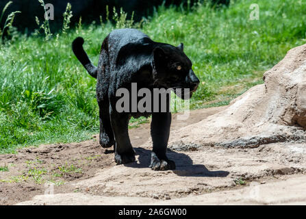 A black panther is the melanistic color variant of any big cat species. Black panthers in Asia and Africa are leopards (Panthera pardus), and those in Stock Photo