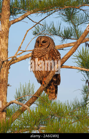 Barred Owl - Strix varia - perched on branch of Bald Cypress Tree in Everglades National Park, Florida. Stock Photo