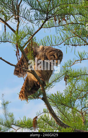 Barred Owl - Strix varia - perched on branch of Bald Cypress Tree in Everglades National Park, Florida. Stock Photo