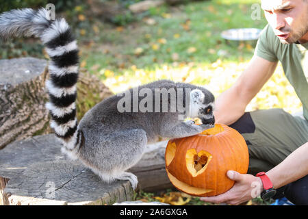 Zagreb, Croatia. 26th Oct, 2019. A lemur eats food from a Halloween pumpkin in the zoo of Zagreb, Croatia, on Oct. 26, 2019. Credit: Xinhua/Alamy Live News Stock Photo