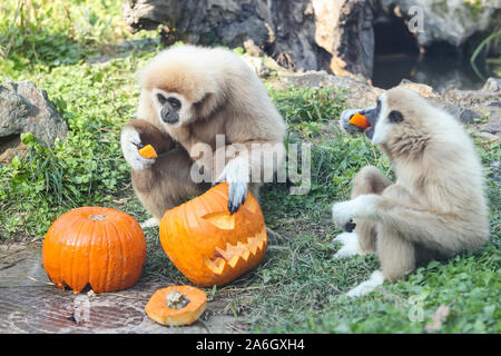 Zagreb, Croatia. 26th Oct, 2019. Gibbons eat food from a Halloween pumpkin in the zoo of Zagreb, Croatia, on Oct. 26, 2019. Credit: Xinhua/Alamy Live News Stock Photo