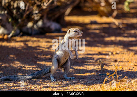 Ground squirrel in Namibia Stock Photo