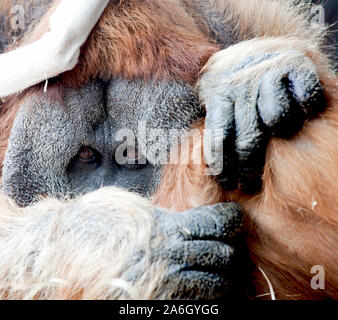 endangered orang-utan displaced by land clearing for palm sugar Stock Photo