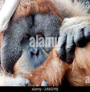 endangered orang-utan displaced by land clearing for palm sugar Stock Photo