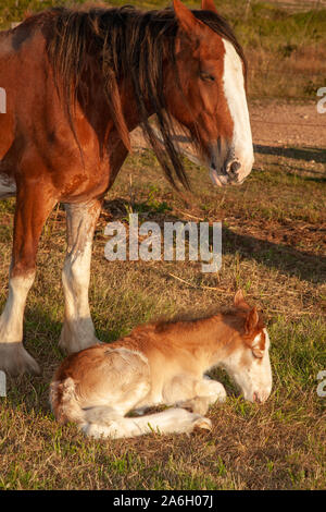 newborn clydesdale foal