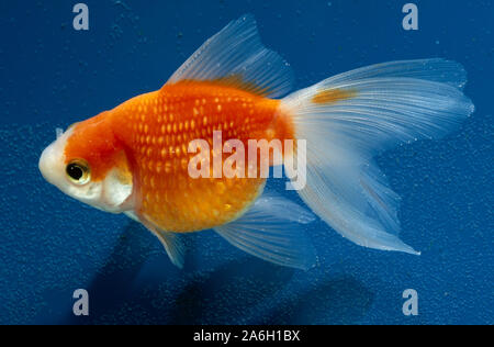 GOLDFISH  variant 'Pearl Scale'. (Carassius auratus). Cultivated breed domestic ornamental carp. AQUARI kept, rather not pond. Large fin makesurvival? Stock Photo