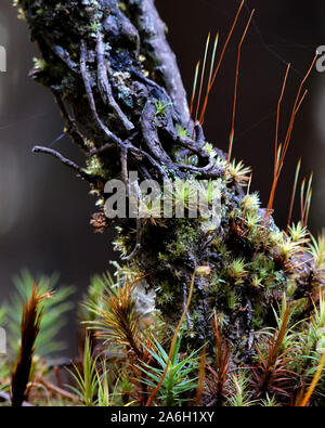 Macro of forest stand. The sun's rays fall on the plants in the forest and create a magical fairy-tale look. Illuminated tree trunk with tiny conifers Stock Photo