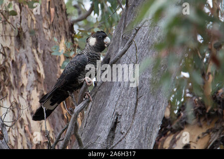 Carnaby's Black-Cockatoo (Calyptorhynchus latirostris), Western Australia Stock Photo
