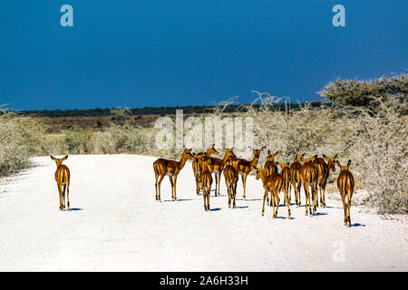 Springbok at etosha national park in Namibia Stock Photo