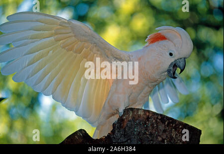 SALMON-CRESTED or Moluccan COCKATOO male (Cacatua moluccensis), displaying, shrieking with outstretched wings. Demonstrative, excited behaviour. Stock Photo