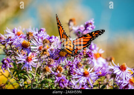 Butterfly on the blue flowers, close-up Stock Photo