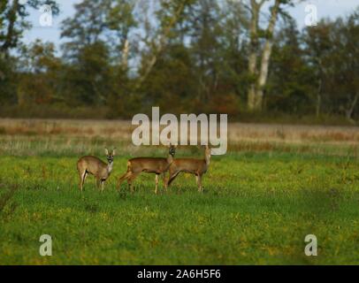 Linum, Germany. 26th Oct, 2019. Brandenburg :The photo shows Deer in Linum. (Photo by Simone Kuhlmey/Pacific Press) Credit: Pacific Press Agency/Alamy Live News Stock Photo