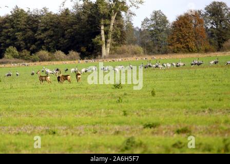 Linum, Germany. 26th Oct, 2019. Brandenburg :Every year, especially in autumn, tens of thousands of crane birds rest in the areas near Linum in Brandenburg. The photo shows crane birds in a field near Linum in Brandenburg. (Photo by Simone Kuhlmey/Pacific Press) Credit: Pacific Press Agency/Alamy Live News Stock Photo