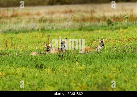 Linum, Germany. 26th Oct, 2019. Brandenburg :The photo shows Deer in Linum. (Photo by Simone Kuhlmey/Pacific Press) Credit: Pacific Press Agency/Alamy Live News Stock Photo