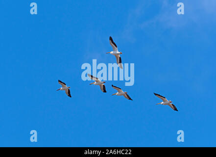 A Group of White Pelican Flying Overhead in Horicon National Wildlife Refuge in Wisconsin Stock Photo