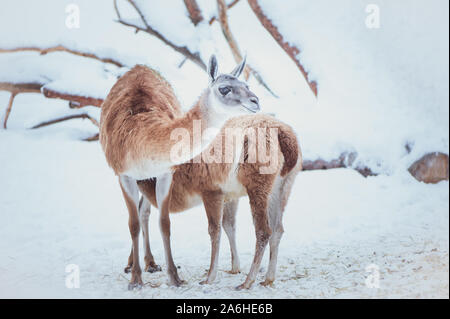 Two Guanacos, mother and baby on a natural winter background, portrait Stock Photo