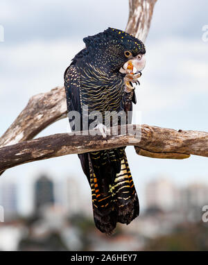red-tailed black cockatoos are recognisable for their gorgeous orange-to-red tail feathers that often resemble sunsets. Their crests, protruding past Stock Photo
