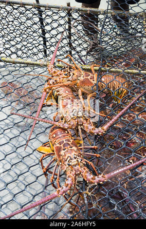 Lobster season CARIBBEAN freshly caught spiny lobster during the regular season for harvesting LOS ROQUES lobster in VENEZUELA. Stock Photo