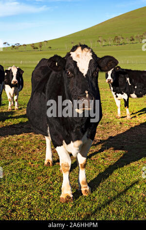 Ballarat Australia / Dairy cows grazing on farm near Ballarat Victoria Australia.T Stock Photo