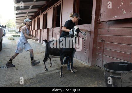 Santa Rosa, California, USA. 26th October 2019. Kincade fire. Dennis Banos and a friend evacuate one of his 16 goats to a shelter in Santa Rosa. The are fleeing the Kincade fire burning near Healdsburg in Sonoma County, California. The Kincade fire has destroyed more than 25,000 acres as of Saturday evening and is only expected to get worse with high winds predicted for early Sunday morning. More than 83,000 persons in Sonoma County have been ordered to evacuate their homes. It is the largest mass evacuation in Sonoma County history. By mid-afternoon Saturday, more than 100 horses had been she Stock Photo