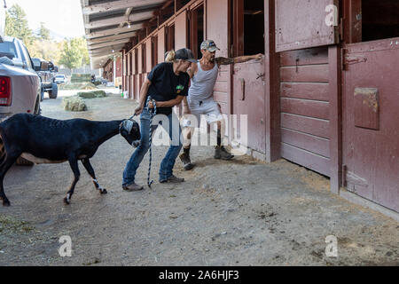 Santa Rosa, California, USA. 26th October 2019. Kincade fire. Dennis Banos and a friend evacuate one of his 16 goats to a shelter in Santa Rosa. The are fleeing the Kincade fire burning near Healdsburg in Sonoma County, California. The Kincade fire has destroyed more than 25,000 acres as of Saturday evening and is only expected to get worse with high winds predicted for early Sunday morning. More than 83,000 persons in Sonoma County have been ordered to evacuate their homes. It is the largest mass evacuation in Sonoma County history. By mid-afternoon Saturday, more than 100 horses had been she Stock Photo