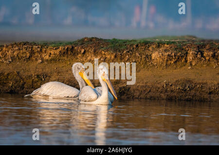 dalmatian pelican or pelecanus crispus pair in water in winter migration at wetland of keoladeo national park or bird sanctuary bharatpur, india Stock Photo