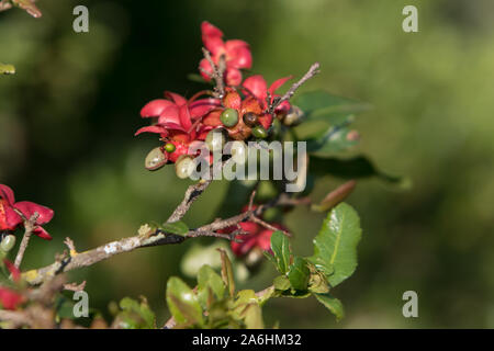 Flowers and berries of a Mickey Mouse Bush Stock Photo