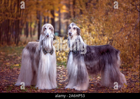 Two Magnificent Afghan Hounds Similar To Medieval Lords