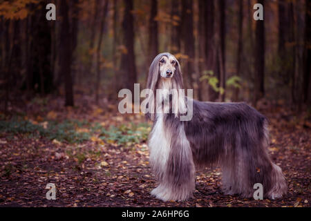 Dog, gorgeous Afghan hound, full-length portrait, against the background of the autumn forest, space for text , toned red